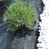 Agroszövet 2.1×25m | 100g/m²
