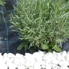Agroszövet 1.6×10m | 100g/m²