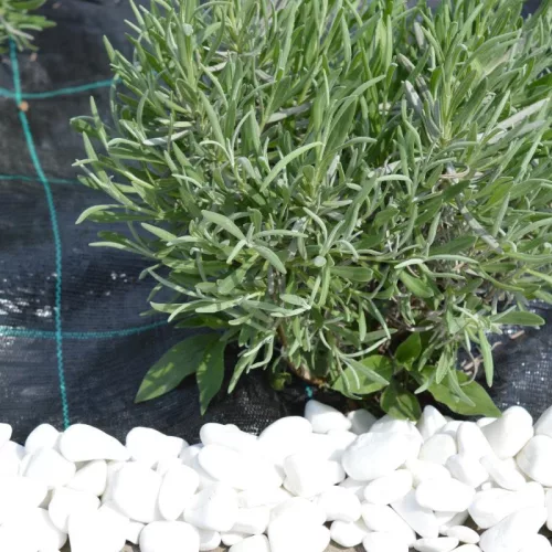 Agroszövet 1.6×10m | 100g/m²