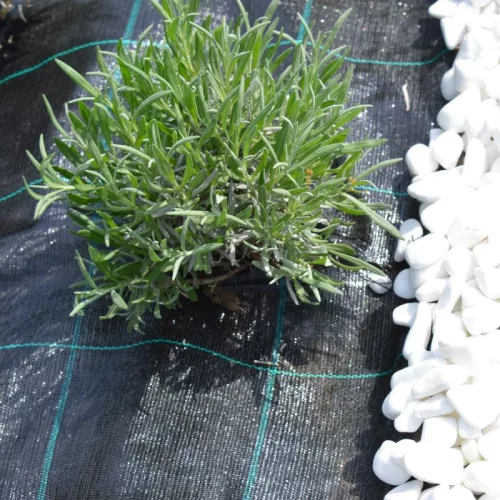 Agroszövet 1.65×100m | 100g/m²