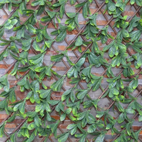 Apácarács | Babérleveles | 2m²