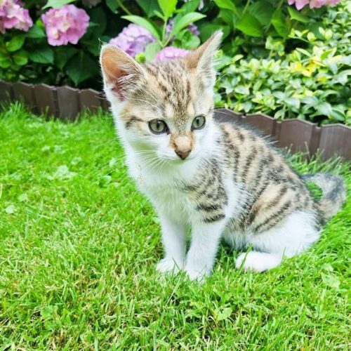 Szürke színű kerti szegély 3,14 m*105 mm