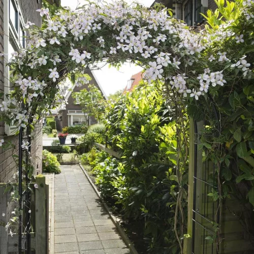 Rózsakapu pergola | 240×140×38cm