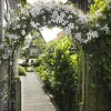Rózsakapu pergola | 255×140×38cm
