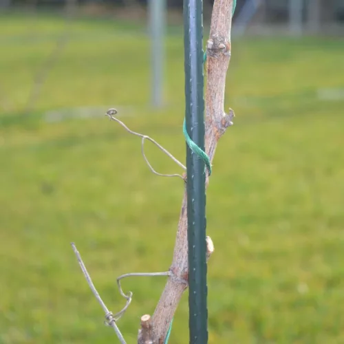 Növénytámasz 150cm | Ø16mm | 10db
