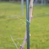 Növénytámasz 210cm | Ø16mm | 10db