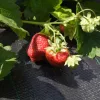 Agrotex Agroszövet 2×25 m | 160g/m²