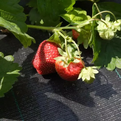 Agrotex Agroszövet 2×10 m | 160g/m²
